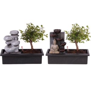 Bonsai Mixed Ball Easy Care in ø29cm Waterfall