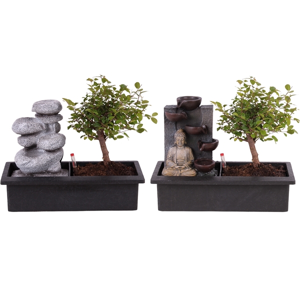 <h4>Bonsai Mixed Ball Easy Care in ø29cm Waterfall</h4>