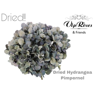 DRIED HYDRANGEA PIMPERNEL