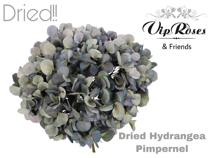 DRIED HYDRANGEA PIMPERNEL