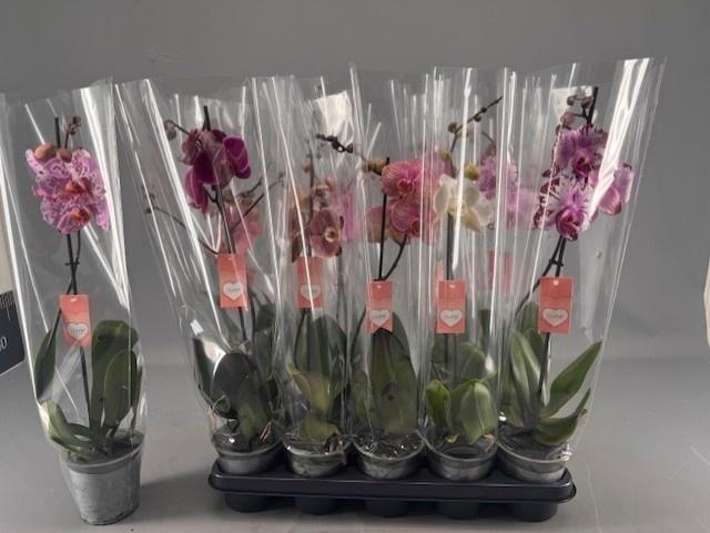 <h4>PHAL OV ROZE</h4>