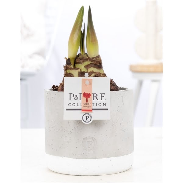 <h4>Hippeastrum red in P&PURE Jade ceramics</h4>