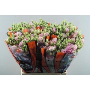Eust G Rosita Bright (l.rose)