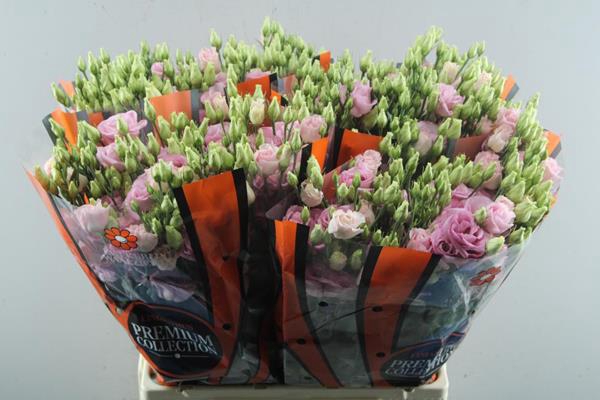 <h4>Eust G Rosita Bright (l.rose)</h4>