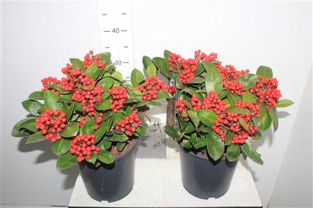 <h4>Skim J Obsession 15+</h4>