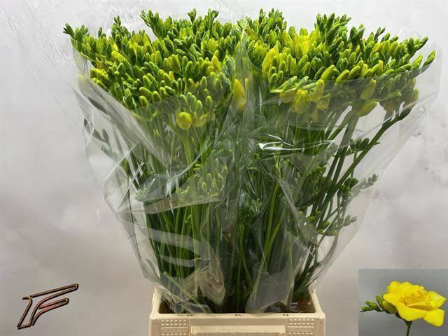 <h4>FR DU BOULEVARD</h4>