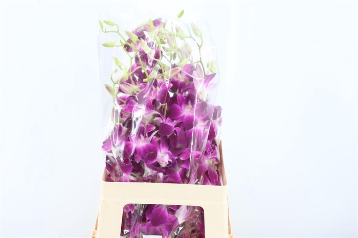 <h4>Dendro Galaxy</h4>