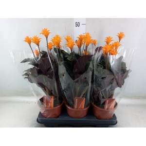 Calathea crocata