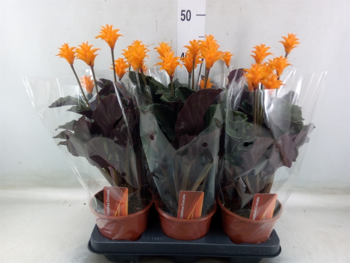 <h4>Calathea crocata</h4>