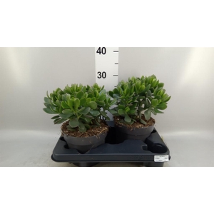 Crassula  'Minova Magic'