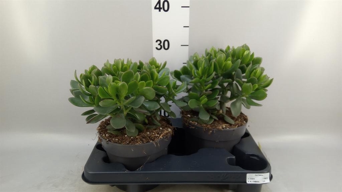 <h4>Crassula  'Minova Magic'</h4>