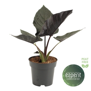 Alocasia Antoro Velvet