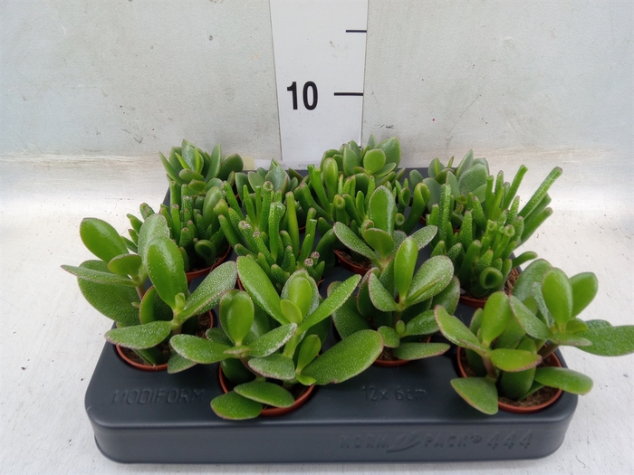 <h4>Crassula   ...mix</h4>