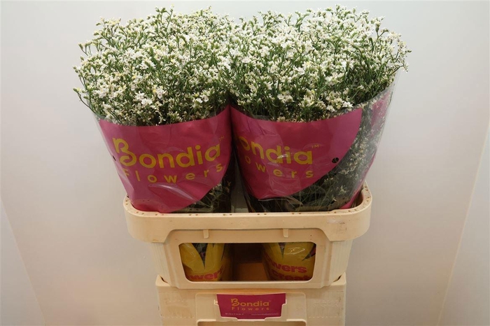 <h4>LIM SIN CHINA WHITE</h4>