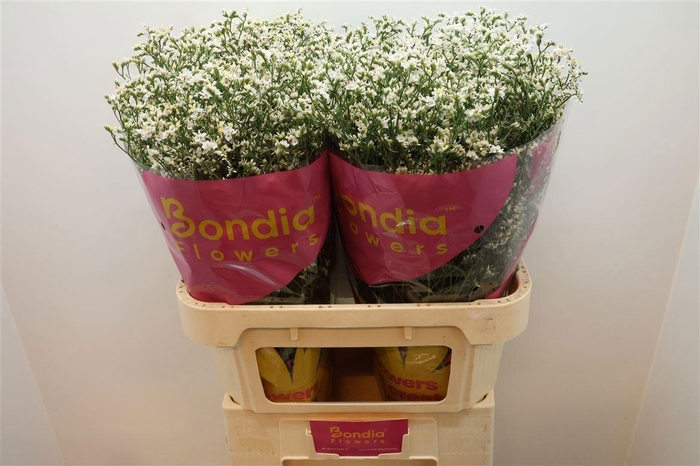 <h4>LIM SIN CHINA WHITE</h4>