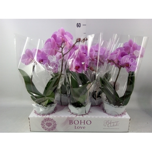 Phalaenopsis   ...rose