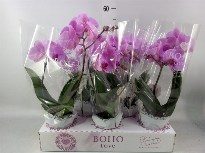 <h4>Phalaenopsis   ...rose</h4>