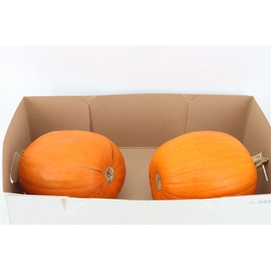 Sier Cuc P Maxima Halloween X2
