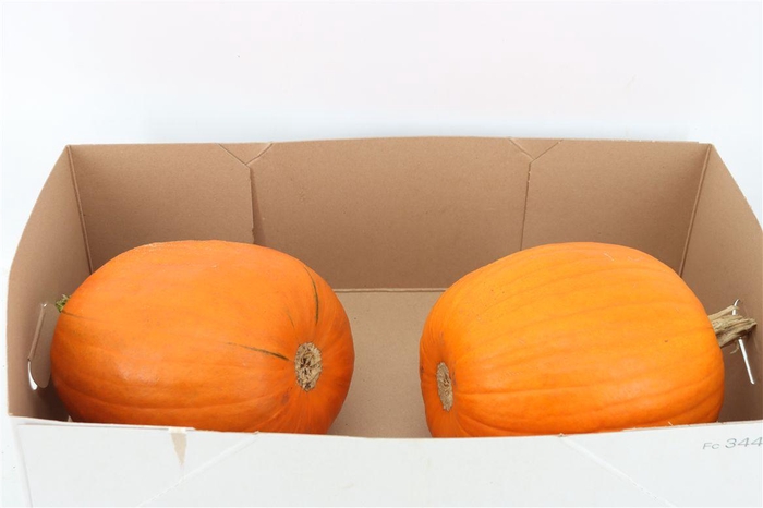 <h4>Sier Cuc P Maxima Halloween X2</h4>