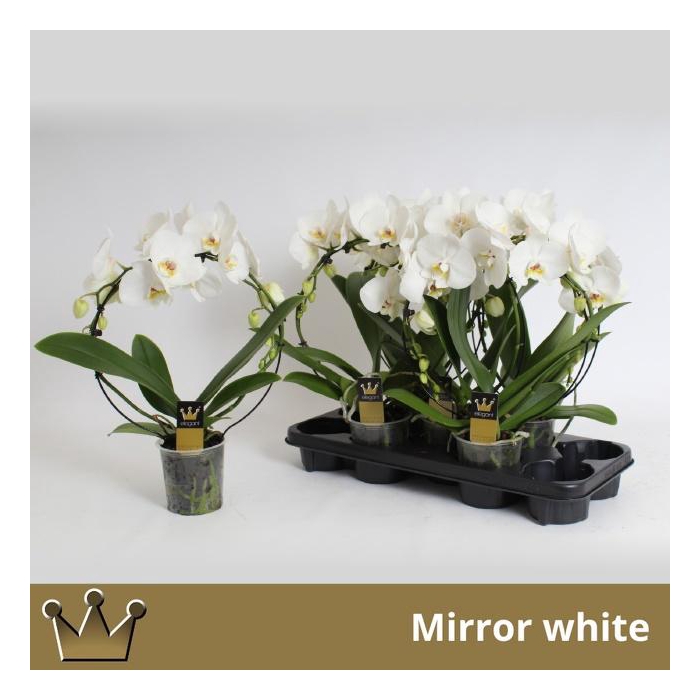 <h4>PHAL EL CASCADE</h4>