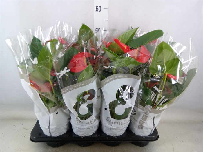 <h4>Anthurium andr. 'Red Bull'</h4>