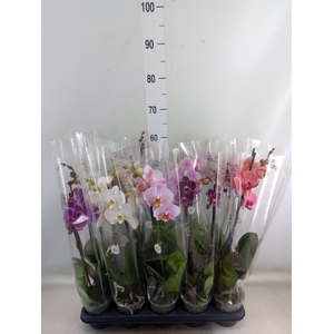 Phalaenopsis   ...mix