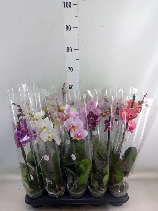 <h4>Phalaenopsis   ...mix</h4>