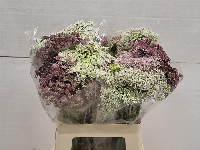 <h4>Daucus Carota Dara</h4>