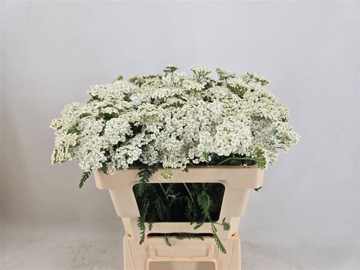 <h4>Achil M White Beauty</h4>