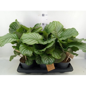 Calathea orbifolia