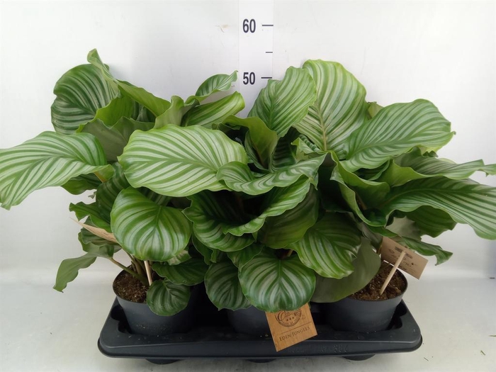 <h4>Calathea orbifolia</h4>