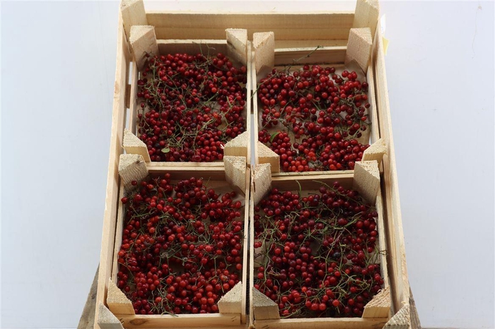 <h4>Smilax Crate</h4>