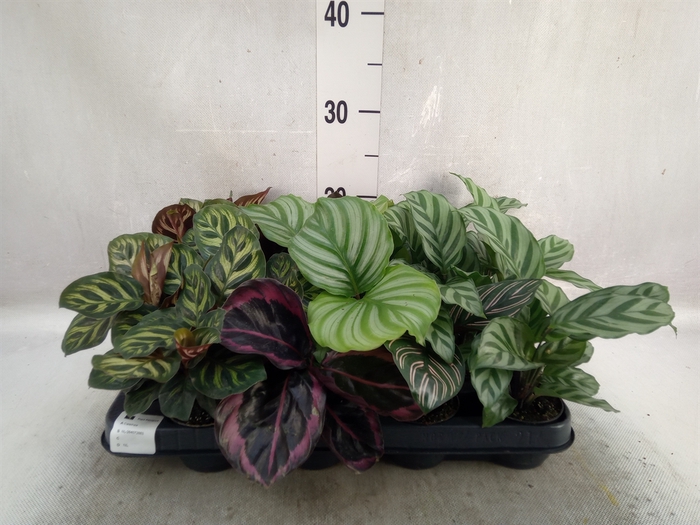 <h4>Calathea   ...mix</h4>