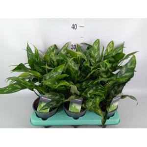 Aglaonema  'Maria'