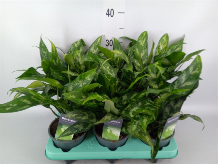<h4>Aglaonema  'Maria'</h4>