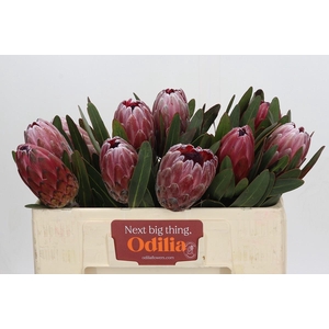 Protea Pink Ice