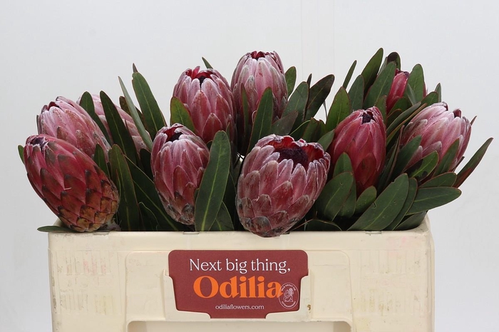 <h4>Protea Pink Ice</h4>