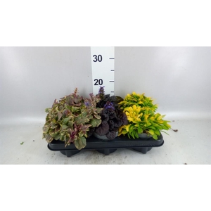 Ajuga  'Feath Friends'   ...mix