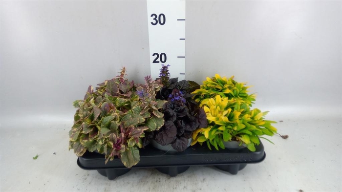 <h4>Ajuga  'Feath Friends'   ...mix</h4>