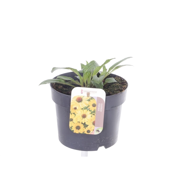 <h4>Echinacea purpurea Espinoso Yellow</h4>