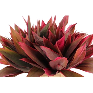 Cordyline Red Tips