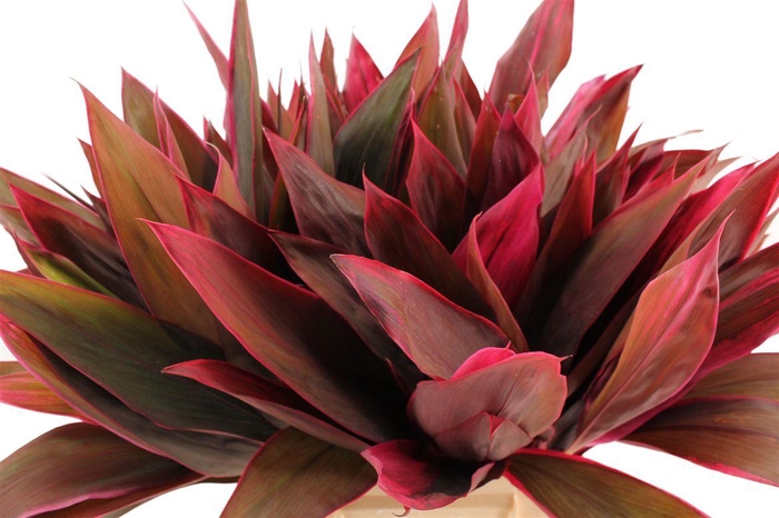 <h4>Cordyline Red Tips</h4>