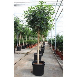 Ficus Australis