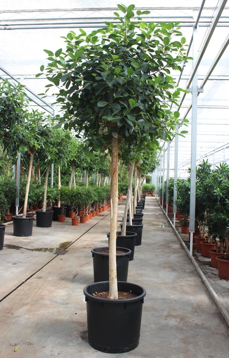 <h4>Ficus Australis</h4>