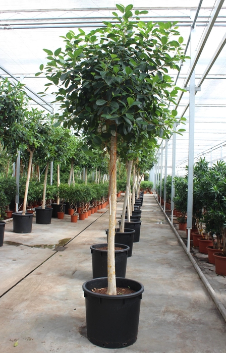 <h4>Ficus Australis</h4>