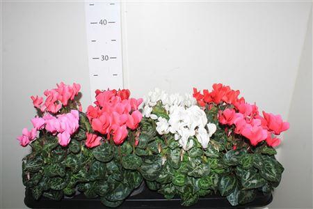 <h4>Cycl Kl Sup Carino</h4>