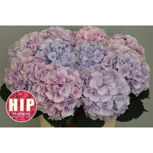 Hydr M Ch Verena Pastel 80cm