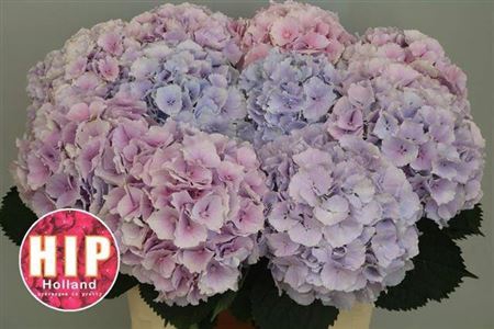 <h4>Hydr M Ch Verena Pastel 80cm</h4>