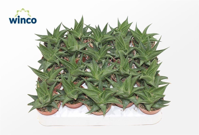 Haworthia Limifolia Twist