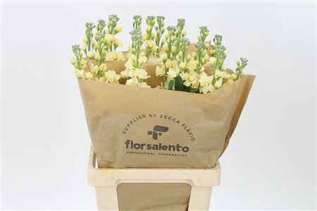 <h4>Matth Iron Yellow</h4>